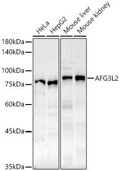 Western Blot: AFG3L2 Antibody [NBP3-35543] - Western blot analysis of various lysates, using AFG3L2 Rabbit pAb at 1:500 dilution.Secondary antibody: HRP-conjugated Goat anti-Rabbit IgG (H+L) at 1:10000 dilution.Lysates/proteins: 25ug per lane.Blocking buffer: 3% nonfat dry milk in TBST.Detection: ECL Basic Kit.Exposure time: 30s.