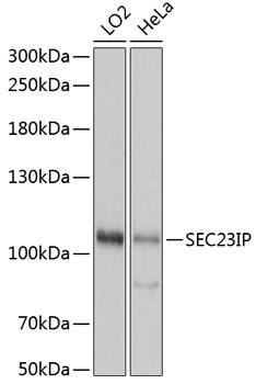 Western Blot: SEC23IP Antibody [NBP3-35544] - Western blot analysis of various lysates using SEC23IP Rabbit pAb at 1:1000 dilution.Secondary antibody: HRP-conjugated Goat anti-Rabbit IgG (H+L) at 1:10000 dilution.Lysates/proteins: 25ug per lane.Blocking buffer: 3% nonfat dry milk in TBST.Detection: ECL Basic Kit.Exposure time: 3s.