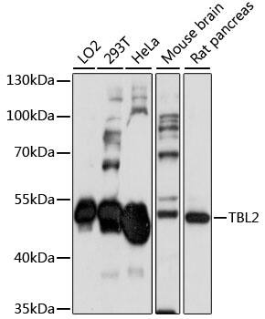 Western Blot TBL2 Antibody - BSA Free