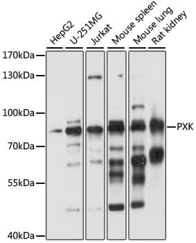 Western Blot: PXK Antibody [NBP3-35556] - Western blot analysis of various lysates using PXK Rabbit pAb at 1:1000 dilution.Secondary antibody: HRP-conjugated Goat anti-Rabbit IgG (H+L) at 1:10000 dilution.Lysates/proteins: 25ug per lane.Blocking buffer: 3% nonfat dry milk in TBST.Detection: ECL Basic Kit.Exposure time: 10s.