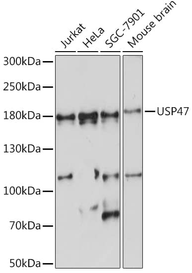 Western Blot: USP47 Antibody [NBP3-35557] - Western blot analysis of various lysates using USP47 Rabbit pAb at 1:1000 dilution.Secondary antibody: HRP-conjugated Goat anti-Rabbit IgG (H+L) at 1:10000 dilution.Lysates/proteins: 25ug per lane.Blocking buffer: 3% nonfat dry milk in TBST.Detection: ECL Basic Kit.Exposure time: 60s.