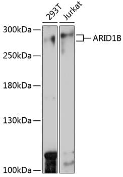 Western Blot: ARID1B Antibody [NBP3-35563] - Western blot analysis of various lysates using ARID1B Rabbit pAb at 1:1000 dilution.Secondary antibody: HRP-conjugated Goat anti-Rabbit IgG (H+L) at 1:10000 dilution.Lysates/proteins: 25ug per lane.Blocking buffer: 3% nonfat dry milk in TBST.Detection: ECL Basic Kit.Exposure time: 30s.