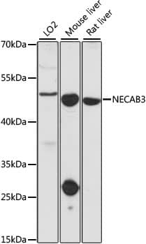 Western Blot NECAB3 Antibody - BSA Free