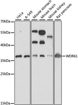 Western Blot WDR61 Antibody