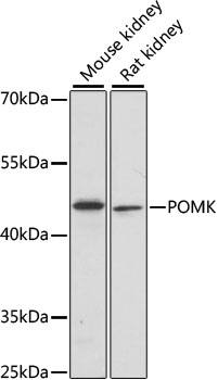 Western Blot: POMK/SGK196 Antibody [NBP3-35570] - Western blot analysis of various lysates using POMK/SGK196 Rabbit pAb at 1:1000 dilution.Secondary antibody: HRP-conjugated Goat anti-Rabbit IgG (H+L) at 1:10000 dilution.Lysates/proteins: 25ug per lane.Blocking buffer: 3% nonfat dry milk in TBST.Detection: ECL Basic Kit.Exposure time: 30s.