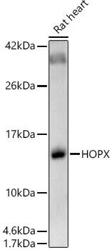 Western Blot: HOP Antibody [NBP3-35571] - Western blot analysis of lysates from Rat heart, using HOP Rabbit pAb at 1:600 dilution.Secondary antibody: HRP-conjugated Goat anti-Rabbit IgG (H+L) at 1:10000 dilution.Lysates/proteins: 25ug per lane.Blocking buffer: 3% nonfat dry milk in TBST.Detection: ECL Basic Kit.Exposure time: 180s.