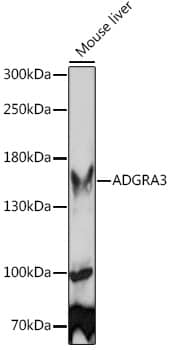 Western Blot GPR125 Antibody