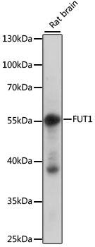 Western Blot Fucosyltransferase 1/FUT1 Antibody