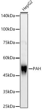 Western Blot: Phenylalanine Hydroxylase Antibody [NBP3-35577] - Western blot analysis of lysates from HepG2 cells, using Phenylalanine Hydroxylase Rabbit pAb at  1:700 dilution.Secondary antibody: HRP-conjugated Goat anti-Rabbit IgG (H+L) at 1:10000 dilution.Lysates/proteins: 25ug per lane.Blocking buffer: 3% nonfat dry milk in TBST.Detection: ECL Basic Kit.Exposure time: 30s.