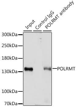 Immunoprecipitation: mtRNA polymerase Antibody [NBP3-35578] - Immunoprecipitation analysis of 200 ug extracts of HepG2 cells, using 3 ug mtRNA polymerase antibody. Western blot was performed from the immunoprecipitate using mtRNA polymerase antibody at a dilution of 1:1000.