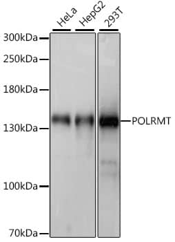 Western Blot: mtRNA polymerase Antibody [NBP3-35578] - Western blot analysis of various lysates using mtRNA polymerase Rabbit pAb at 1:1000 dilution.Secondary antibody: HRP-conjugated Goat anti-Rabbit IgG (H+L) at 1:10000 dilution.Lysates/proteins: 25ug per lane.Blocking buffer: 3% nonfat dry milk in TBST.Detection: ECL Basic Kit.Exposure time: 1s.