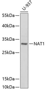 Western Blot: NAT1 Antibody [NBP3-35579] - Western blot analysis of lysates from U-937 cells, using NAT1 Rabbit pAb at 1:1000 dilution.Secondary antibody: HRP-conjugated Goat anti-Rabbit IgG (H+L) at 1:10000 dilution.Lysates/proteins: 25ug per lane.Blocking buffer: 3% nonfat dry milk in TBST.