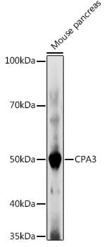 Western Blot: CPA3 Antibody [NBP3-35582] - Western blot analysis of lysates from Mouse pancreas, using CPA3 Rabbit pAb at 1:1000 dilution.Secondary antibody: HRP-conjugated Goat anti-Rabbit IgG (H+L) at 1:10000 dilution.Lysates/proteins: 25ug per lane.Blocking buffer: 3% nonfat dry milk in TBST.Detection: ECL Basic Kit.Exposure time: 180s.