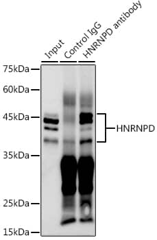 Immunoprecipitation AUF1 Antibody