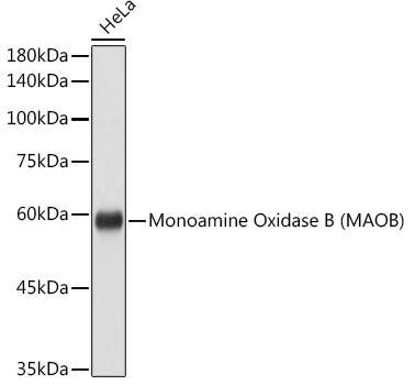 Western Blot: Monoamine Oxidase B Antibody [NBP3-35587] - Western blot analysis of lysates from HeLa cells, using Monoamine Oxidase B(MAOB) Rabbit pAb at 1:1000 dilution.Secondary antibody: HRP-conjugated Goat anti-Rabbit IgG (H+L) at 1:10000 dilution.Lysates/proteins: 25ug per lane.Blocking buffer: 3% nonfat dry milk in TBST.Detection: ECL Basic Kit.Exposure time: 1s.