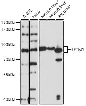 Western Blot: LETM1 Antibody [NBP3-35588] - Western blot analysis of various lysates using LETM1 Rabbit pAb at 1:1000 dilution.Secondary antibody: HRP-conjugated Goat anti-Rabbit IgG (H+L) at 1:10000 dilution.Lysates/proteins: 25ug per lane.Blocking buffer: 3% nonfat dry milk in TBST.Detection: ECL Basic Kit.Exposure time: 30s.