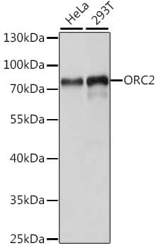 Western Blot: Orc2 Antibody [NBP3-35589] - Western blot analysis of various lysates using Orc2 Rabbit pAb at 1:1000 dilution.Secondary antibody: HRP-conjugated Goat anti-Rabbit IgG (H+L) at 1:10000 dilution.Lysates/proteins: 25ug per lane.Blocking buffer: 3% nonfat dry milk in TBST.Detection: ECL Basic Kit.Exposure time: 10s.