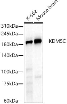 Western Blot: SMCX Antibody [NBP3-35594] - Western blot analysis of various lysates, using SMCX Rabbit pAb at  1:2000 dilution.Secondary antibody: HRP-conjugated Goat anti-Rabbit IgG (H+L) at 1:10000 dilution.Lysates/proteins: 25ug per lane.Blocking buffer: 3% nonfat dry milk in TBST.Detection: ECL Basic Kit.Exposure time: 30s.