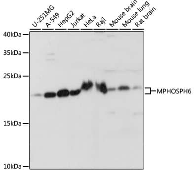 Western Blot: MPHOSPH6 Antibody [NBP3-35598] - Western blot analysis of various lysates using MPHOSPH6 Rabbit pAb at 1:1000 dilution.Secondary antibody: HRP-conjugated Goat anti-Rabbit IgG (H+L) at 1:10000 dilution.Lysates/proteins: 25ug per lane.Blocking buffer: 3% nonfat dry milk in TBST.Detection: ECL Basic Kit.Exposure time: 10s.