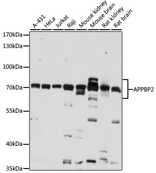 Western Blot APPBP2 Antibody - BSA Free
