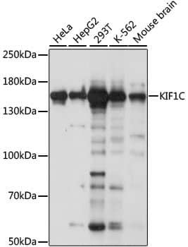 Western Blot: KIF1C Antibody [NBP3-35601] - Western blot analysis of various lysates using KIF1C Rabbit pAb at 1:1000 dilution.Secondary antibody: HRP-conjugated Goat anti-Rabbit IgG (H+L) at 1:10000 dilution.Lysates/proteins: 25ug per lane.Blocking buffer: 3% nonfat dry milk in TBST.Detection: ECL Basic Kit.Exposure time: 5s.