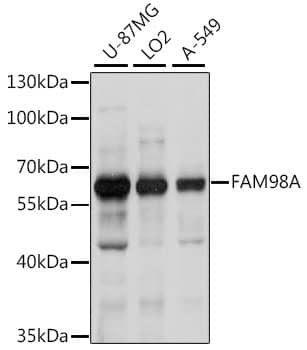 Western Blot FAM98A Antibody - BSA Free
