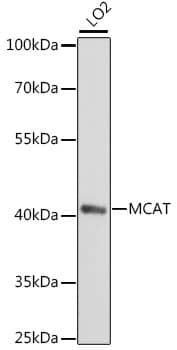 Western Blot: MCAT Antibody [NBP3-35607] - Western blot analysis of lysates from LO2 cells, using MCAT Rabbit pAb at 1:1000 dilution.Secondary antibody: HRP-conjugated Goat anti-Rabbit IgG (H+L) at 1:10000 dilution.Lysates/proteins: 25ug per lane.Blocking buffer: 3% nonfat dry milk in TBST.Detection: ECL Basic Kit.Exposure time: 90s.