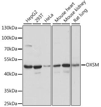 Western Blot: OXSM Antibody [NBP3-35609] - Western blot analysis of various lysates using OXSM Rabbit pAb at 1:1000 dilution.Secondary antibody: HRP-conjugated Goat anti-Rabbit IgG (H+L) at 1:10000 dilution.Lysates/proteins: 25ug per lane.Blocking buffer: 3% nonfat dry milk in TBST.Detection: ECL Basic Kit.Exposure time: 10s.