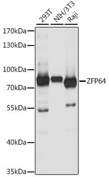 Western Blot: ZFP64 Antibody [NBP3-35613] - Western blot analysis of various lysates using ZFP64 Rabbit pAb at 1:1000 dilution.Secondary antibody: HRP-conjugated Goat anti-Rabbit IgG (H+L) at 1:10000 dilution.Lysates/proteins: 25ug per lane.Blocking buffer: 3% nonfat dry milk in TBST.Detection: ECL Basic Kit.Exposure time: 10s.