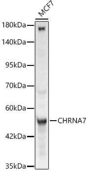 Western Blot: Nicotinic Acetylcholine R alpha 7/CHRNA7 Antibody [NBP3-35614] - Western Blot analysis of lysates from MCF7 cells using Nicotinic Acetylcholine R alpha 7/CHRNA7 Rabbit pAbat 1:2000 dilution.Secondary antibody: HRP Goat Anti-Rabbit IgG (H+L) at 1:10000 dilution.Lysates/proteins: 25 ug per lane.Blocking buffer: 3% nonfat dry milk in TBST.Detection: ECL Basic Kit.Exposure time: 120s.