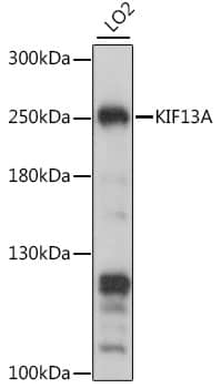 Western Blot: KIF13A Antibody [NBP3-35615] - Western blot analysis of lysates from LO2 cells, using KIF13A Rabbit pAb at 1:1000 dilution.Secondary antibody: HRP-conjugated Goat anti-Rabbit IgG (H+L) at 1:10000 dilution.Lysates/proteins: 25ug per lane.Blocking buffer: 3% nonfat dry milk in TBST.Detection: ECL Basic Kit.Exposure time: 10s.