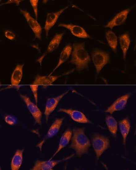Immunocytochemistry/ Immunofluorescence: Atlastin-2 Antibody [NBP3-35616] - Immunofluorescence analysis of L929 cells using Atlastin-2 Rabbit pAb at dilution of 1:100. Secondary antibody: Cy3-conjugated Goat anti-Rabbit IgG (H+L) at 1:500 dilution. Blue: DAPI for nuclear staining.