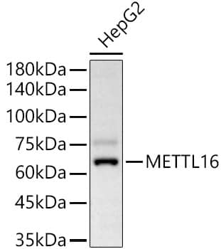 Western Blot: METT10D Antibody [NBP3-35618] - Western Blot analysis of lysates from Hep G2 cells using METT10D Rabbit pAb at 1:900 dilution.Secondary antibody: HRP-conjugated Goat anti-Rabbit IgG (H+L) at 1:10000 dilution.Lysates/proteins: 25 ug per lane.Blocking buffer: 3% nonfat dry milk in TBST.Detection: ECL Basic Kit.Exposure time:30s.