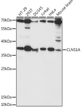 Western Blot CLNS1A Antibody - BSA Free