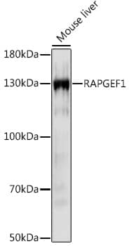 Western Blot: GRF2 Antibody [NBP3-35633] - Western blot analysis of lysates from Mouse liver, using GRF2 Rabbit pAb at 1:1000 dilution.Secondary antibody: HRP-conjugated Goat anti-Rabbit IgG (H+L) at 1:10000 dilution.Lysates/proteins: 25ug per lane.Blocking buffer: 3% nonfat dry milk in TBST.Detection: ECL Basic Kit.Exposure time: 30s.
