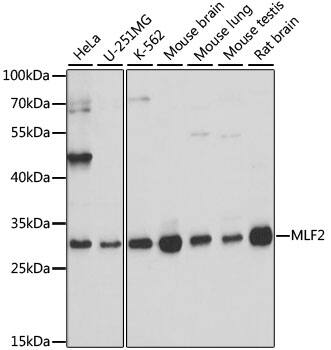 Western Blot: MLF2 Antibody [NBP3-35637] - Western blot analysis of various lysates using MLF2 Rabbit pAb at 1:1000 dilution.Secondary antibody: HRP-conjugated Goat anti-Rabbit IgG (H+L) at 1:10000 dilution.Lysates/proteins: 25ug per lane.Blocking buffer: 3% nonfat dry milk in TBST.Detection: ECL Basic Kit.Exposure time: 5s.