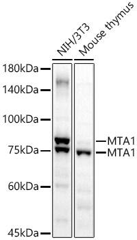 Western Blot: MTA1 Antibody [NBP3-35640] - Western blot analysis of various lysates using MTA1 Rabbit pAb at  1:2000 dilution.Secondary antibody: HRP-conjugated Goat anti-Rabbit IgG (H+L) at 1:10000 dilution.Lysates/proteins: 25ug per lane.Blocking buffer: 3% nonfat dry milk in TBST.Detection: ECL Basic Kit.Exposure time: 10s.