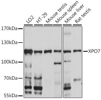 Western Blot: RanBP16 Antibody [NBP3-35644] - Western blot analysis of various lysates using RanBP16 Rabbit pAb at 1:1000 dilution.Secondary antibody: HRP-conjugated Goat anti-Rabbit IgG (H+L) at 1:10000 dilution.Lysates/proteins: 25ug per lane.Blocking buffer: 3% nonfat dry milk in TBST.Detection: ECL Basic Kit.Exposure time: 10s.