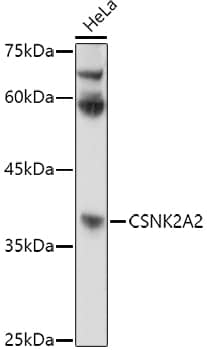 Western Blot: CKII alpha prime polypeptide Antibody [NBP3-35650] - Western blot analysis of lysates from HeLa cells, using CKII alpha prime polypeptide Rabbit pAb at 1:1000 dilution.Secondary antibody: HRP-conjugated Goat anti-Rabbit IgG (H+L) at 1:10000 dilution.Lysates/proteins: 25ug per lane.Blocking buffer: 3% nonfat dry milk in TBST.Detection: ECL Basic Kit.Exposure time: 180s.