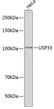 Western Blot: USP33 Antibody [NBP3-35652] - Western blot analysis of lysates from HeLa cells, using USP33 Rabbit pAb at 1:1000 dilution.Secondary antibody: HRP-conjugated Goat anti-Rabbit IgG (H+L) at 1:10000 dilution.Lysates/proteins: 25ug per lane.Blocking buffer: 3% nonfat dry milk in TBST.Detection: ECL Basic Kit.Exposure time: 1min.