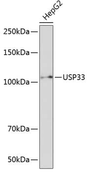 Western Blot: USP33 Antibody [NBP3-35652] - Western blot analysis of lysates from HepG2 cells, using USP33 Rabbit pAb at 1:1000 dilution.Secondary antibody: HRP-conjugated Goat anti-Rabbit IgG (H+L) at 1:10000 dilution.Lysates/proteins: 25ug per lane.Blocking buffer: 3% nonfat dry milk in TBST.Detection: ECL Basic Kit.Exposure time: 3min.