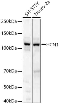 Western Blot: HCN1 Antibody [NBP3-35653] - Western blot analysis of various lysates, using HCN1 Rabbit pAb at 1:1000 dilution.Secondary antibody: HRP-conjugated Goat anti-Rabbit IgG (H+L) at 1:10000 dilution.Lysates/proteins: 25ug per lane.Blocking buffer: 3% nonfat dry milk in TBST.Detection: ECL Basic Kit.Exposure time: 5s.