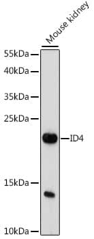 Western Blot: ID4 Antibody [NBP3-35655] - Western blot analysis of lysates from mouse kidney, using ID4 Rabbit pAb at 1:1000 dilution.Secondary antibody: HRP-conjugated Goat anti-Rabbit IgG (H+L) at 1:10000 dilution.Lysates/proteins: 25ug per lane.Blocking buffer: 3% nonfat dry milk in TBST.Detection: ECL Enhanced Kit.Exposure time: 180s.