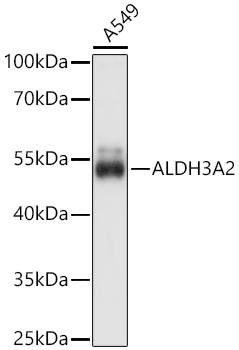 Western Blot: FALDH Antibody [NBP3-35657] - Western Blot analysis of lysates from A549 cells using FALDH Rabbit pAb at 1:1000 dilution incubated overnight at 4C.Secondary antibody: HRP-conjugated Goat anti-Rabbit IgG (H+L) at 1:10000 dilution.Lysates/proteins: 25 ug per lane.Blocking buffer: 3% nonfat dry milk in TBST.Detection: ECL Basic Kit.Exposure time: 30s.