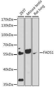 Western Blot: FADS1 Antibody [NBP3-35660] - Western blot analysis of various lysates using FADS1 Rabbit pAb at 1:1000 dilution.Secondary antibody: HRP-conjugated Goat anti-Rabbit IgG (H+L) at 1:10000 dilution.Lysates/proteins: 25ug per lane.Blocking buffer: 3% nonfat dry milk in TBST.Detection: ECL Enhanced Kit.Exposure time: 90s.