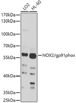 Western Blot: CYBB/NOX2 Antibody [NBP3-35663] - Western blot analysis of various lysates using CYBB/NOX2 Rabbit pAb at 1:1000 dilution.Secondary antibody: HRP-conjugated Goat anti-Rabbit IgG (H+L) at 1:10000 dilution.Lysates/proteins: 25ug per lane.Blocking buffer: 3% nonfat dry milk in TBST.Detection: ECL Basic Kit.Exposure time: 60s.