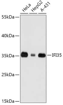 Western Blot: IFI35 Antibody [NBP3-35665] - Western blot analysis of various lysates using IFI35 Rabbit pAb at 1:1000 dilution.Secondary antibody: HRP-conjugated Goat anti-Rabbit IgG (H+L) at 1:10000 dilution.Lysates/proteins: 25ug per lane.Blocking buffer: 3% nonfat dry milk in TBST.Detection: ECL Basic Kit.Exposure time: 30s.