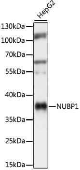 Western Blot: NUBP1 Antibody [NBP3-35666] - Western blot analysis of lysates from HepG2 cells, using NUBP1 Rabbit pAb at 1:1000 dilution.Secondary antibody: HRP-conjugated Goat anti-Rabbit IgG (H+L) at 1:10000 dilution.Lysates/proteins: 25ug per lane.Blocking buffer: 3% nonfat dry milk in TBST.Detection: ECL Basic Kit.Exposure time: 1s.