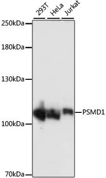 Western Blot: Rpn2 Antibody [NBP3-35667] - Western blot analysis of various lysates using Rpn2 Rabbit pAb at 1:1000 dilution.Secondary antibody: HRP-conjugated Goat anti-Rabbit IgG (H+L) at 1:10000 dilution.Lysates/proteins: 25ug per lane.Blocking buffer: 3% nonfat dry milk in TBST.Detection: ECL Basic Kit.Exposure time: 1s.