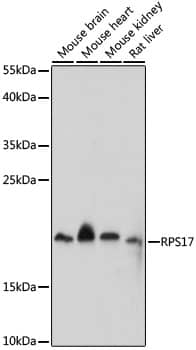 Western Blot: RPS17 Antibody [NBP3-35669] - Western blot analysis of various lysates using RPS17 Rabbit pAb at 1:1000 dilution.Secondary antibody: HRP-conjugated Goat anti-Rabbit IgG (H+L) at 1:10000 dilution.Lysates/proteins: 25ug per lane.Blocking buffer: 3% nonfat dry milk in TBST.Detection: ECL Enhanced Kit.Exposure time: 90s.